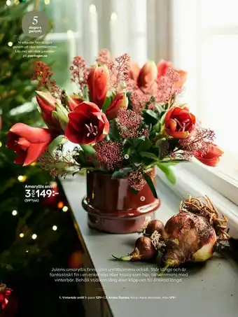 Plantagen Amaryllis snitt erbjuda