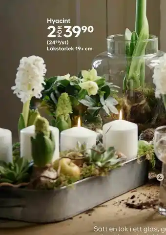 Plantagen Hyacint erbjuda
