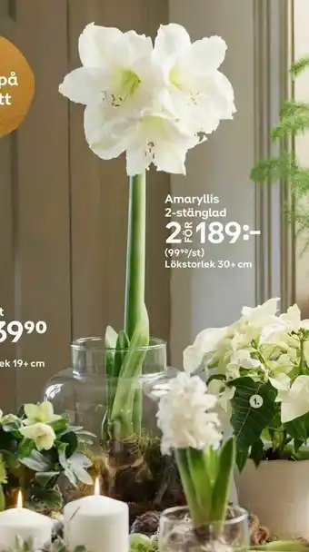 Plantagen Amaryllis 2-stänglad erbjuda