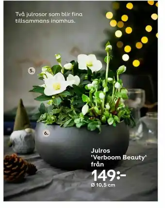 Plantagen Julros 'Verboom Beauty' erbjuda
