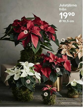 Julstjärna