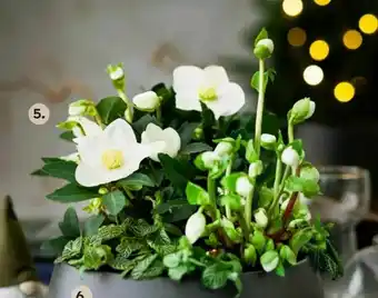 Julros Helleborus G.C