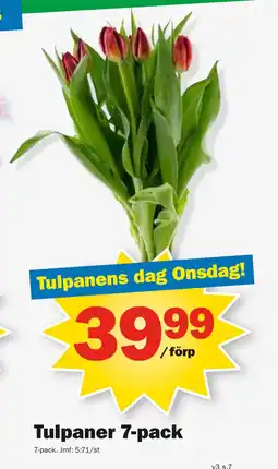 Pekås Tulpaner 7-pack erbjuda