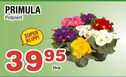 Nya Pulsen PRIMULA erbjuda