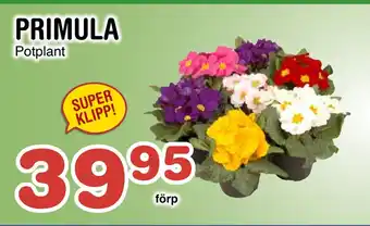 Nya Pulsen PRIMULA erbjuda