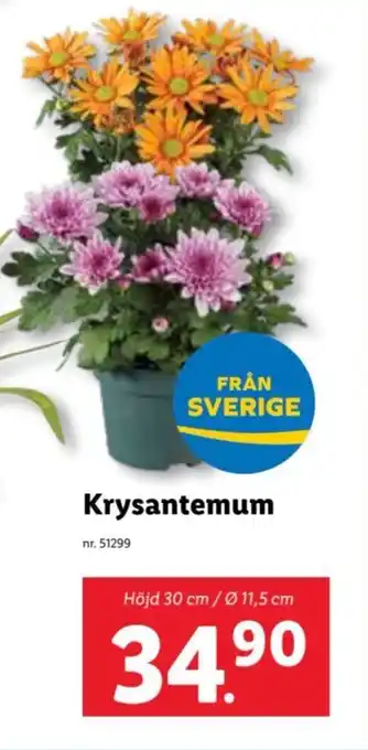 Lidl Krysantemum erbjuda