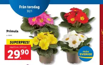 Lidl Primula erbjuda