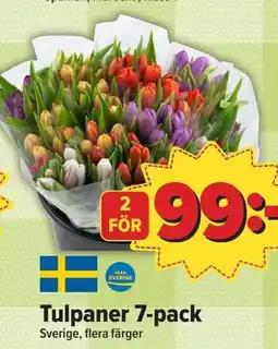 Östenssons Tulpaner 7-pack erbjuda