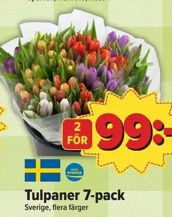 Östenssons Tulpaner 7-pack erbjuda