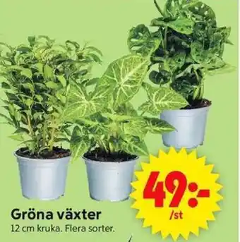 ICA Supermarket Gröna växter erbjuda