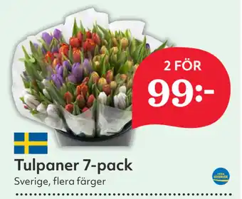 Hemköp Tulpaner 7-pack erbjuda