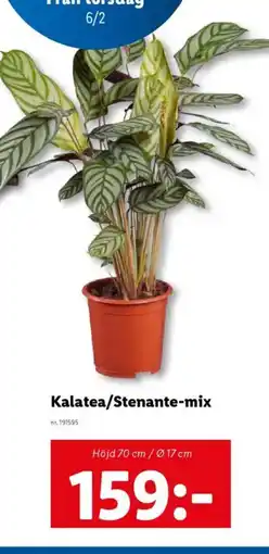 Lidl Kalatea/Stenante-mix erbjuda