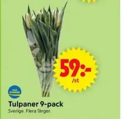 ICA Supermarket Tulpaner 9-pack Sverige. Flera färger. erbjuda