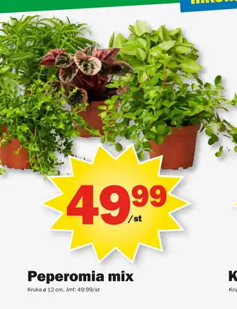 Pekås Peperomia mix erbjuda