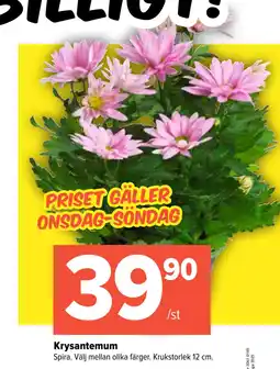 Coop Extra Krysantemum erbjuda