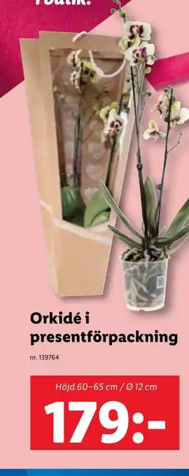 Lidl Orkidé i presentförpackning erbjuda