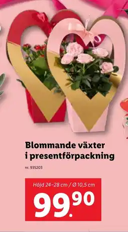 Lidl Blommande växter i presentförpackning erbjuda