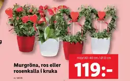 Lidl Murgröna, ros eller rosenkalla i kruka erbjuda