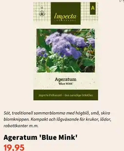 Blomsterlandet Ageratum 'Blue Mink' erbjuda