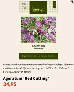 Blomsterlandet Ageratum 'Red Cutting' erbjuda