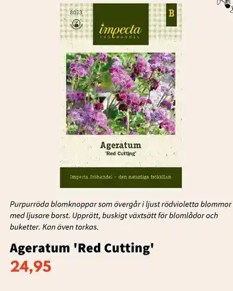 Blomsterlandet Ageratum 'Red Cutting' erbjuda