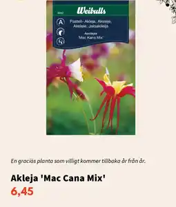 Blomsterlandet Akleja 'Mac Cana Mix' erbjuda