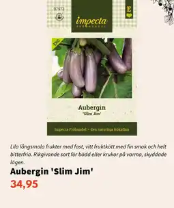 Blomsterlandet Aubergin 'Slim Jim' erbjuda