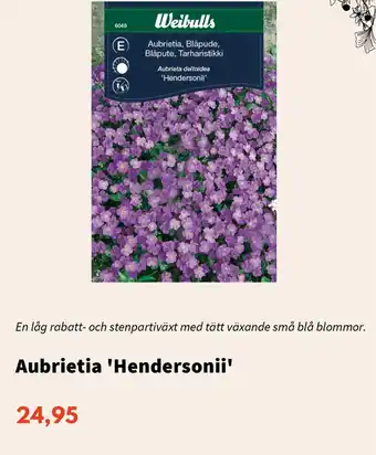 Blomsterlandet Aubrietia 'Hendersonii' erbjuda