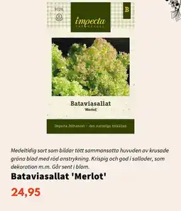 Blomsterlandet Bataviasallat 'Merlot' erbjuda