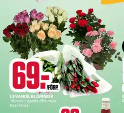 ÖoB LEVANDE BLOMMOR erbjuda