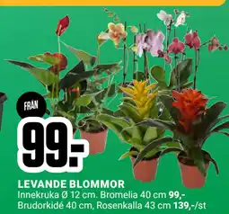 ÖoB LEVANDE BLOMMOR erbjuda