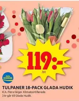 ICA Kvantum Tulpaner 18-pack glada hudik erbjuda