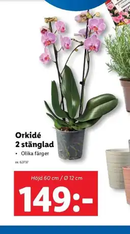 Lidl Orkidé 2 stänglad erbjuda