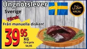 Supergrossen Ungnötslever erbjuda