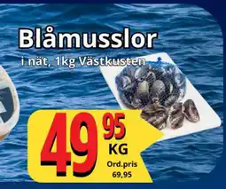 Supergrossen Blåmusslor erbjuda