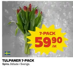 Coop TULPANER 7-PACK erbjuda