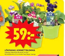 ICA Kvantum Lökparad, kornettblomma erbjuda