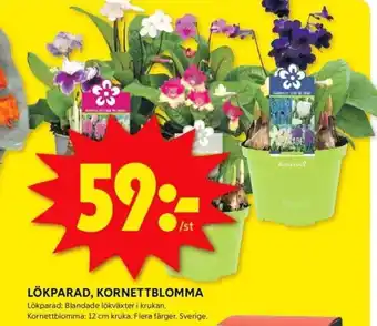 ICA Kvantum Lökparad, kornettblomma erbjuda