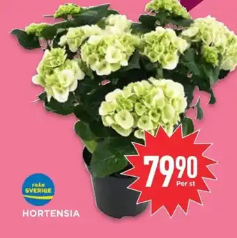 Willys Hortensia erbjuda