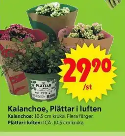 ICA Supermarket Kalanchoe, Plättar i luften erbjuda