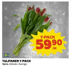 Coop Daglivs TULPANER 7-PACK erbjuda