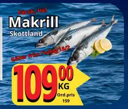 Supergrossen Makrill erbjuda