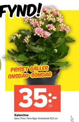 Coop Extra Kalanchoe erbjuda
