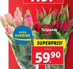 Lidl Tulpaner erbjuda