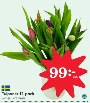 Östenssons Tulpaner 12-pack erbjuda