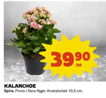 Coop KALANCHOE erbjuda