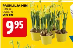 Jem&Fix PÅSKLILJA MINI erbjuda