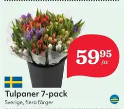 Hemköp Tulpaner 7-pack erbjuda