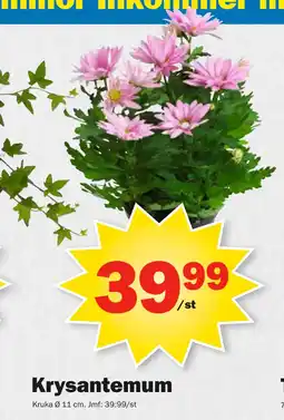 Krysantemum