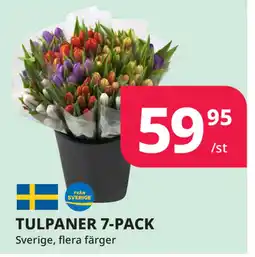 Tempo TULPANER 7-PACK erbjuda